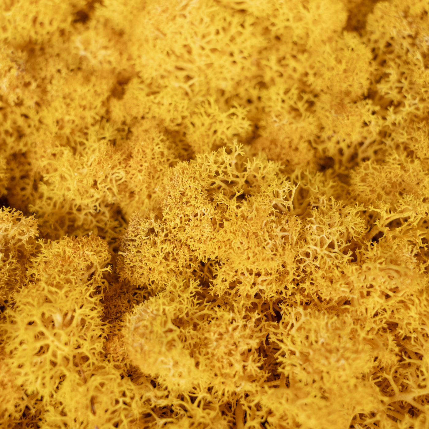 Panou licheni conservati 30x30 cm auriu