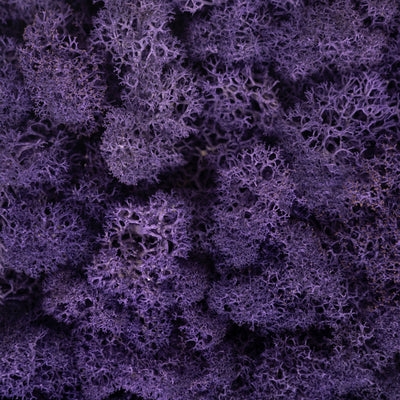 Licheni stabilizati panou 30x30 cm violet, gata lipiti