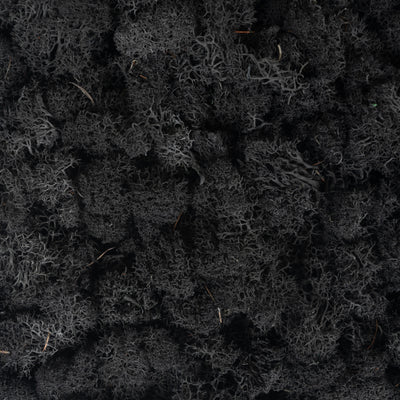 Licheni stabilizati panou 30x30 cm negru, gata lipiti