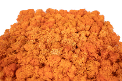 Licheni stabilizati panou 30x30 cm portocaliu, gata lipiti