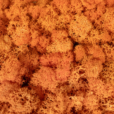 Licheni stabilizati panou 30x30 cm portocaliu, gata lipiti