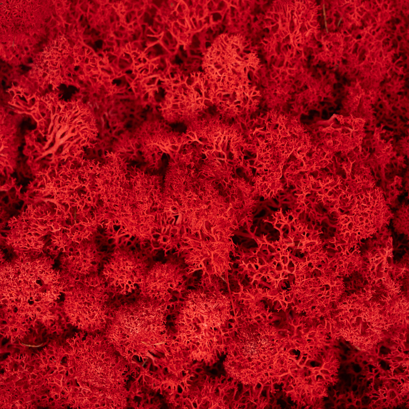 Licheni stabilizati panou 30x30 cm rosu aprins, gata lipiti