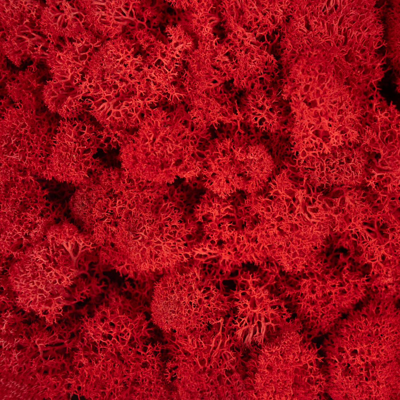 Licheni stabilizati panou 30x30 cm rosu aprins, gata lipiti