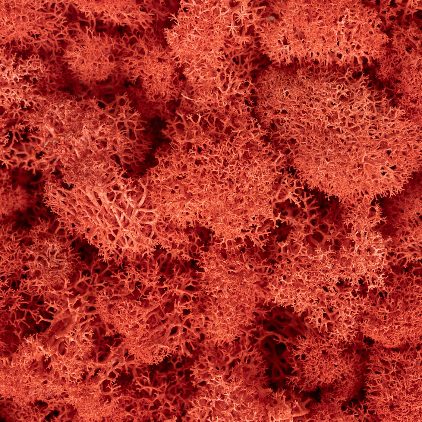 Licheni stabilizati panou 30x30 cm siclam, gata lipiti