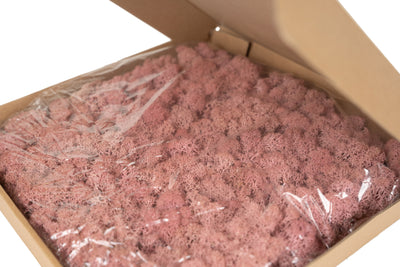 Licheni stabilizati panou 30x30 cm roz, gata lipiti