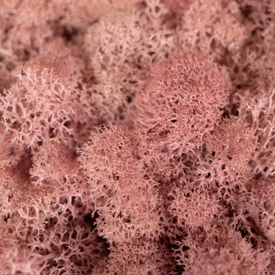 Licheni stabilizati panou 30x30 cm roz, gata lipiti
