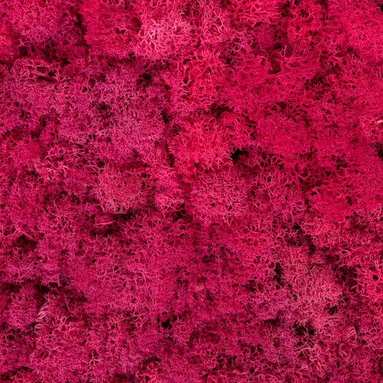 Panou licheni conservati 30x30cm. roz magenta RR30