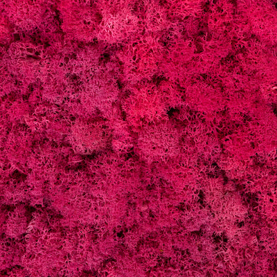 Panou licheni conservati 30x30cm. roz megenta