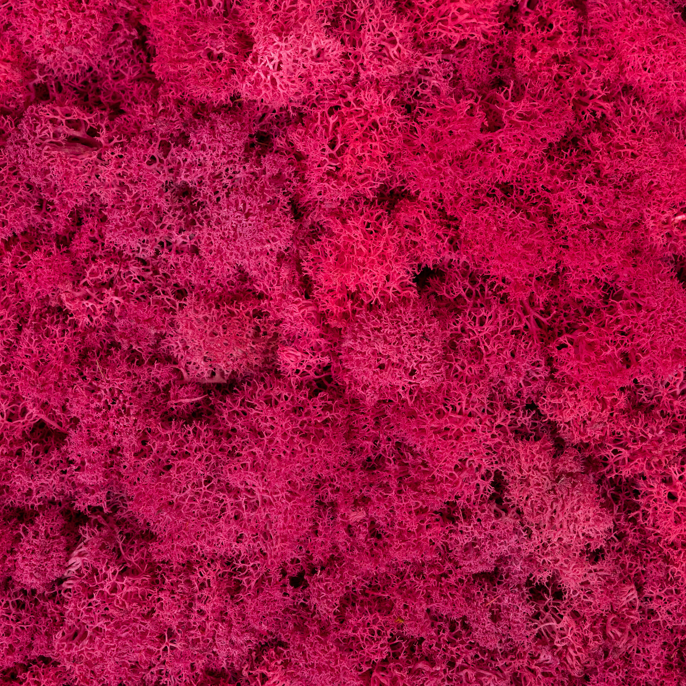 Panou licheni conservati 30x30cm. roz megenta