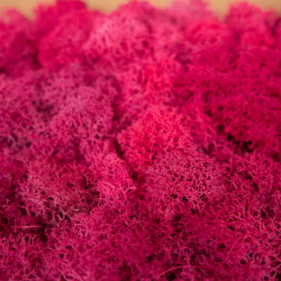 Panou licheni conservati 30x30cm. roz megenta