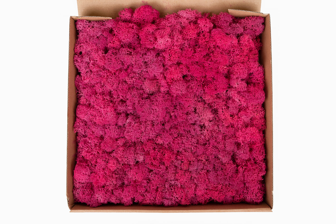 Panou licheni conservati 30x30cm. roz megenta