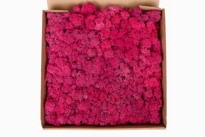 Panou licheni conservati 30x30cm. roz megenta