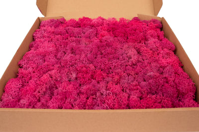 Panou licheni conservati 30x30cm. roz megenta