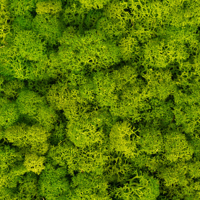 Licheni stabilizati panou 30x30 cm verde lucios, gata lipiti