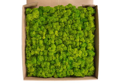 Licheni stabilizati panou 30x30 cm verde lucios, gata lipiti