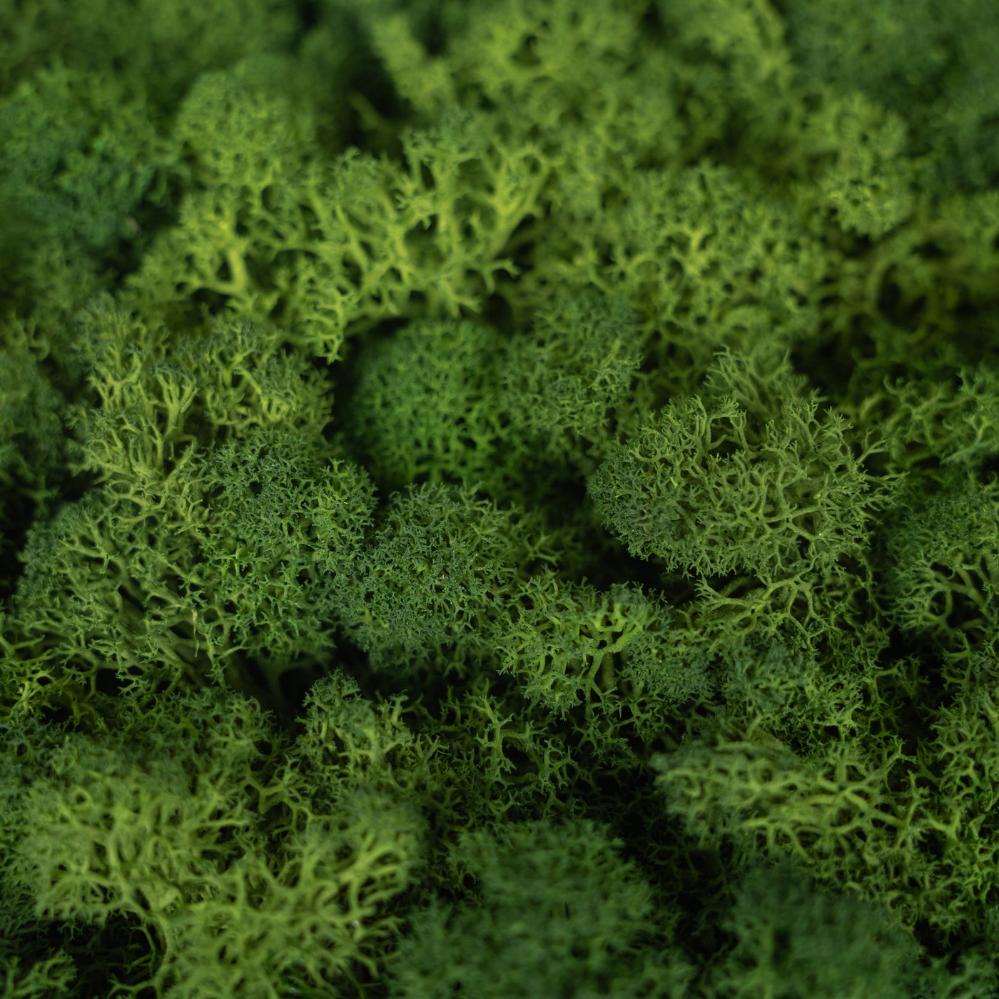 Licheni stabilizati panou 30x30 cm verde inchis, gata lipiti