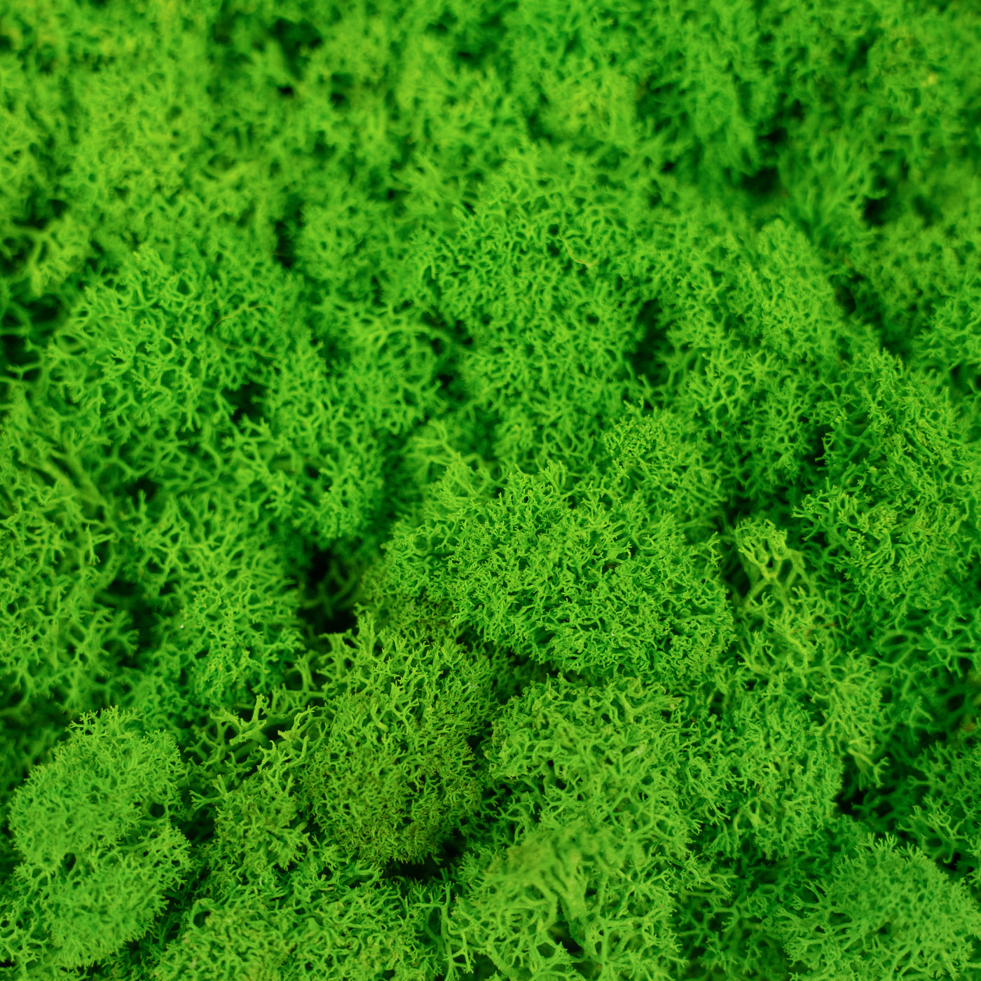 Licheni stabilizati panou 30x30 cm verde mat, gata lipiti