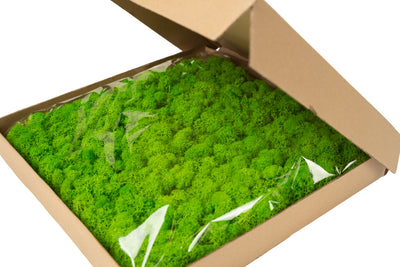 Panou licheni conservati 30x30cm. verde intens