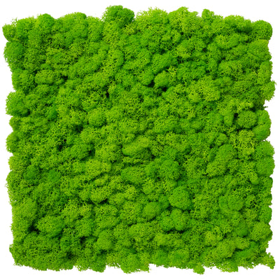 Panou licheni conservati 30x30cm. verde intens
