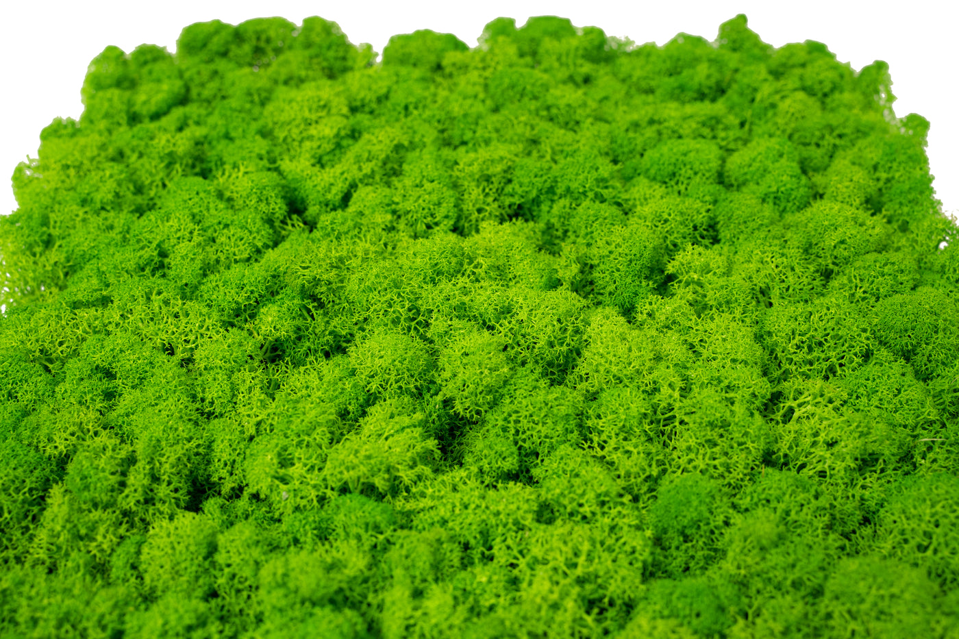 Panou licheni conservati 30x30cm. verde intens