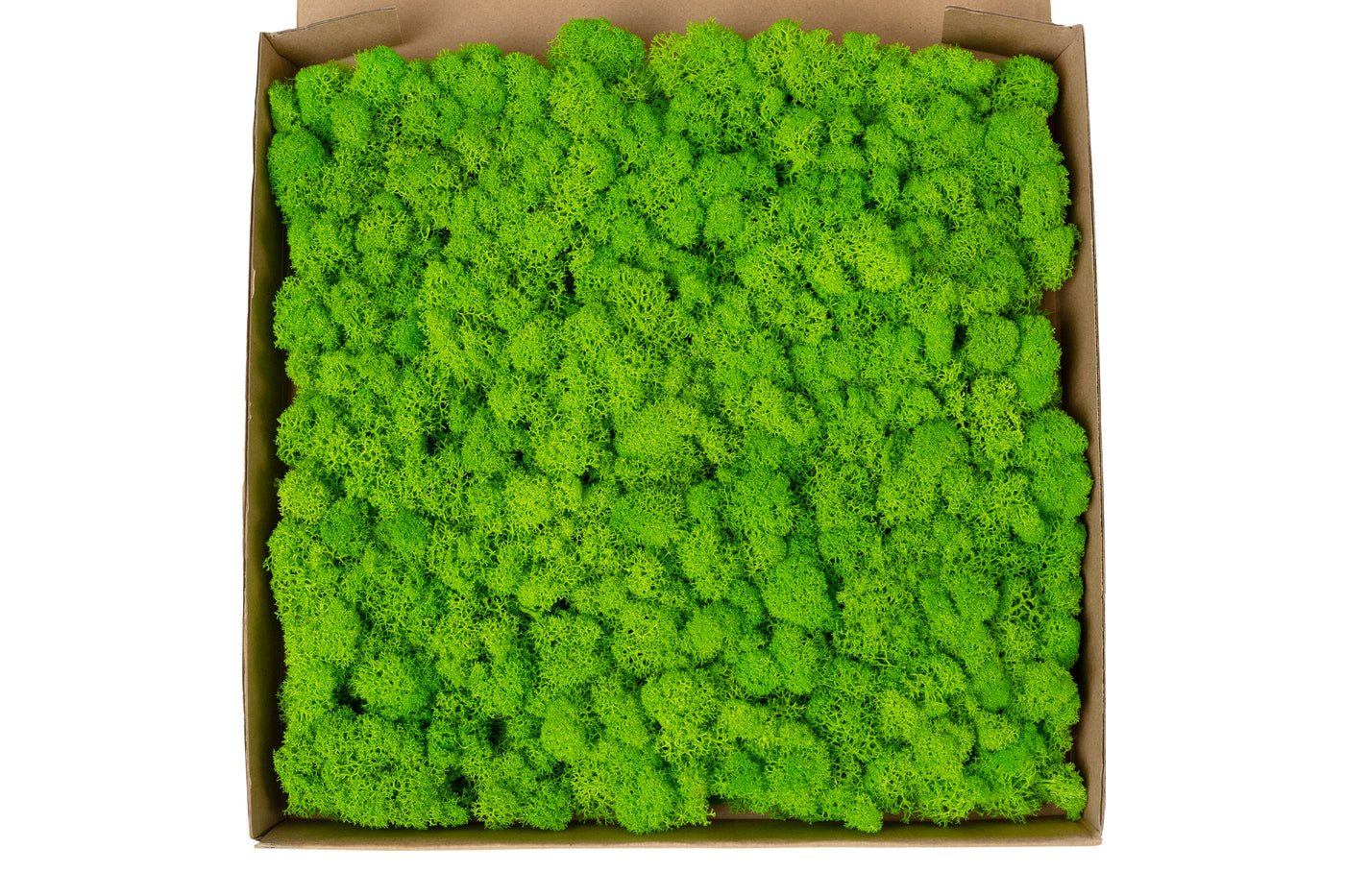 Panou licheni conservati 30x30cm. verde intens