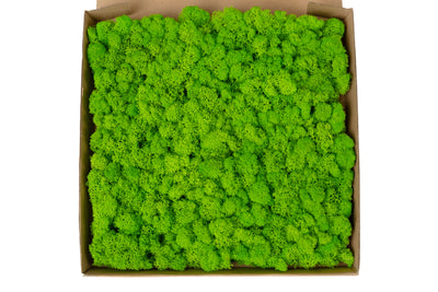 Panou licheni conservati 30x30cm. verde intens