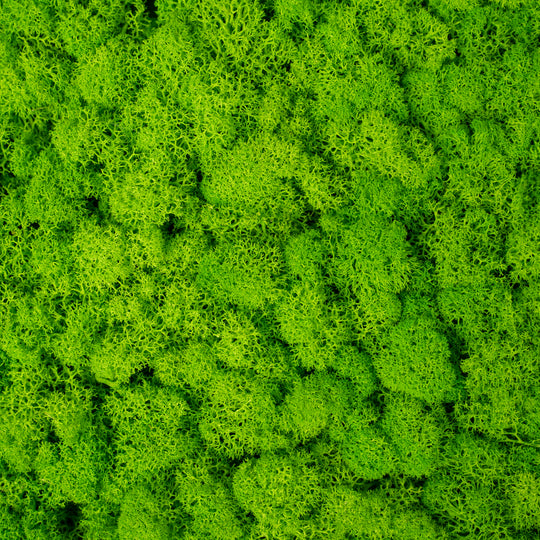 Panou licheni conservati 30x30cm. verde intens RR3