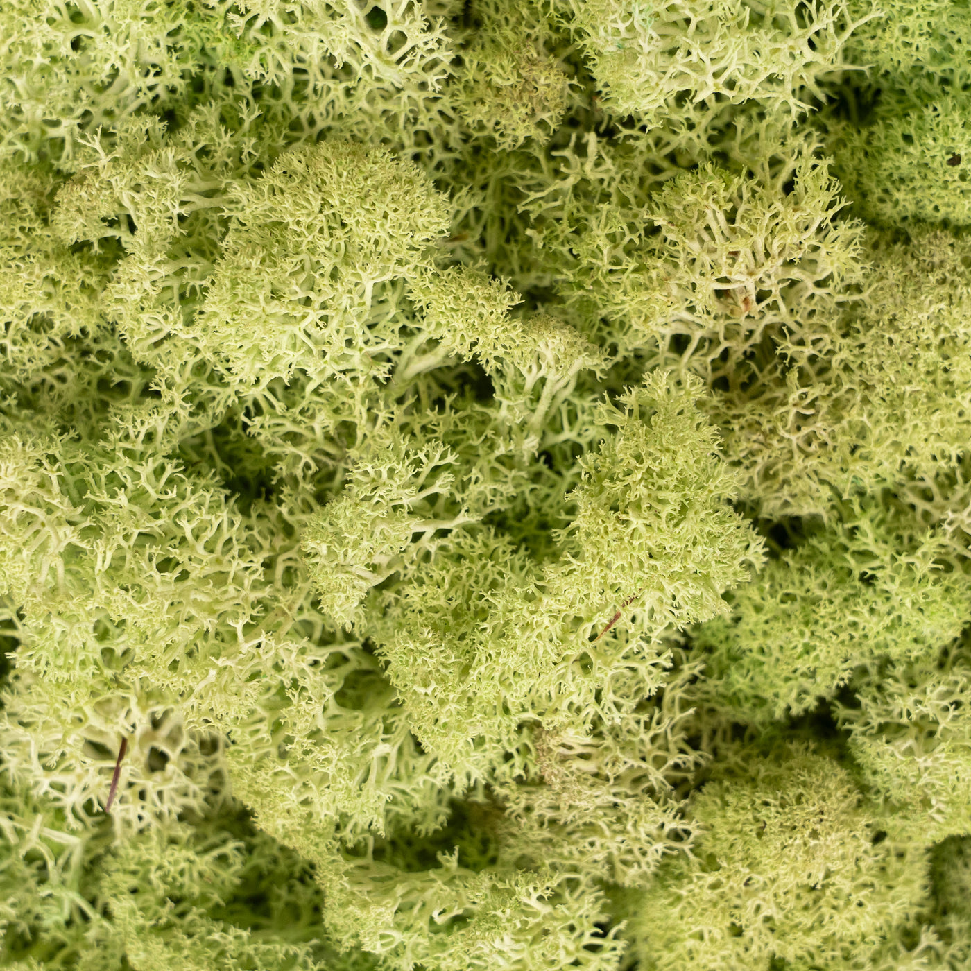 Panou licheni conservati 30x30 cm verde
