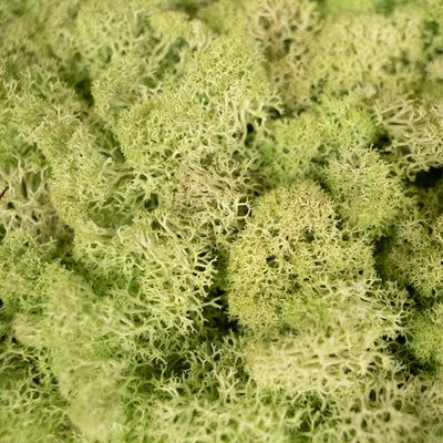 Panou licheni conservati 30x30 cm verde
