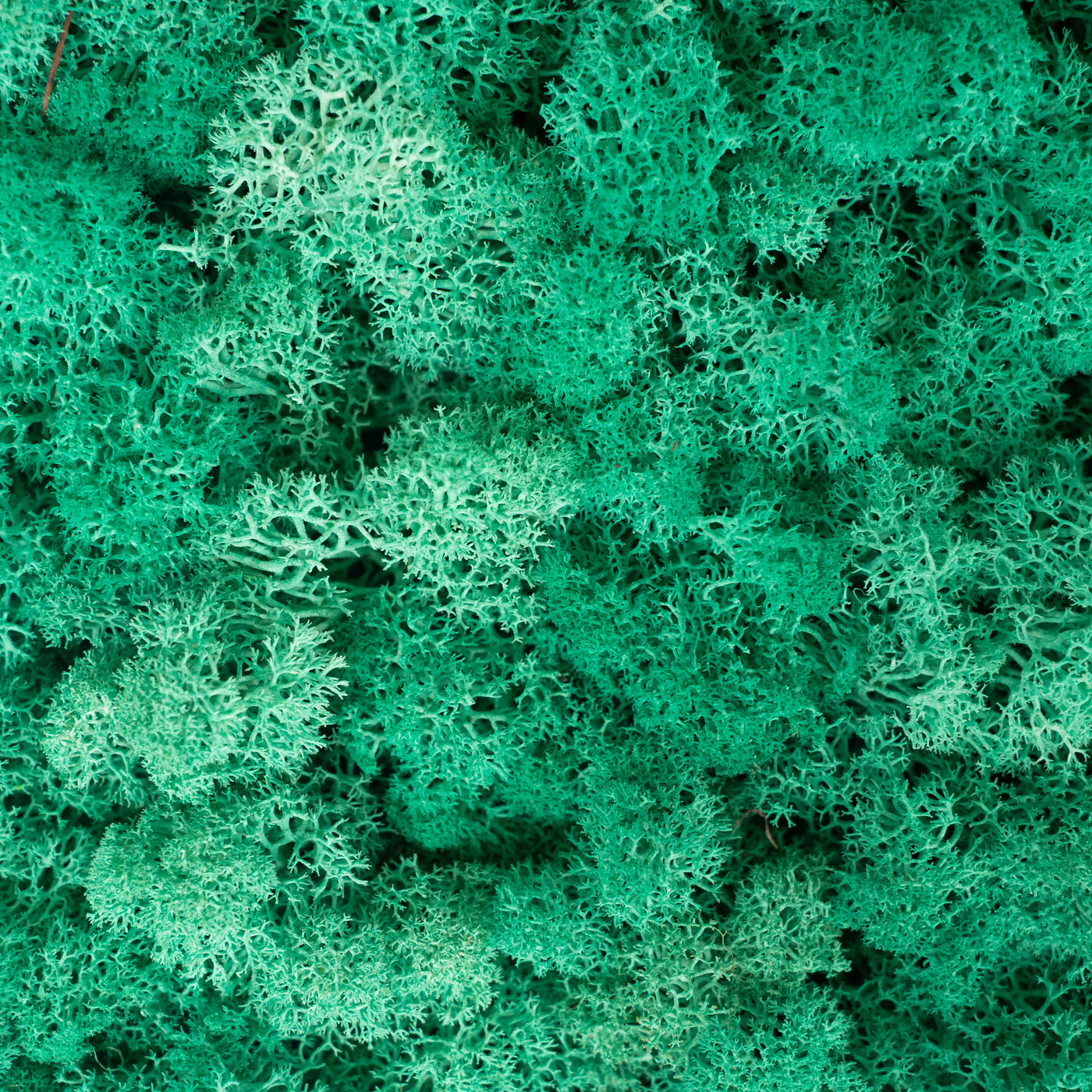 Licheni stabilizati panou 30x30 cm verde pacific, gata lipiti
