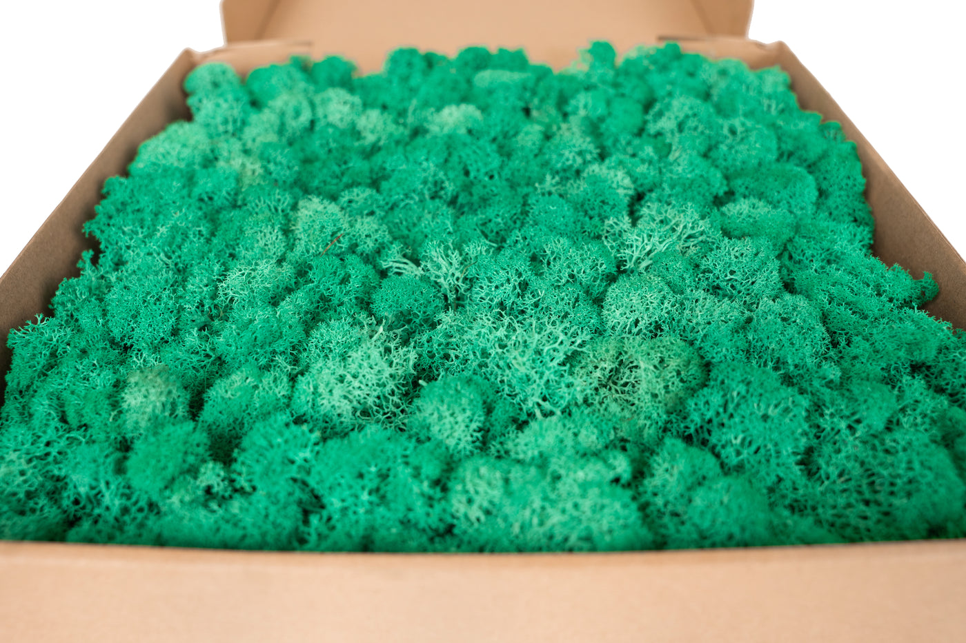 Licheni stabilizati panou 30x30 cm verde pacific, gata lipiti