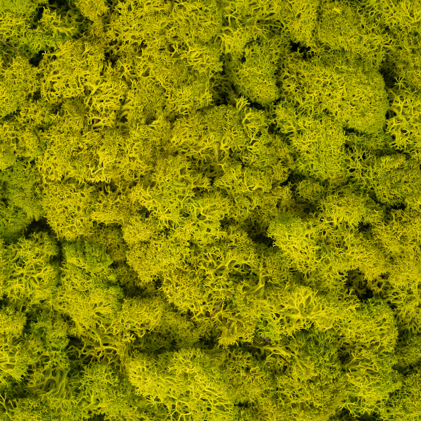 Licheni stabilizati panou 30x30 cm verde primavera, gata lipiti