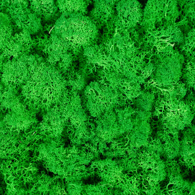 Panou licheni conservati 30x30cm. verde smarald deschis