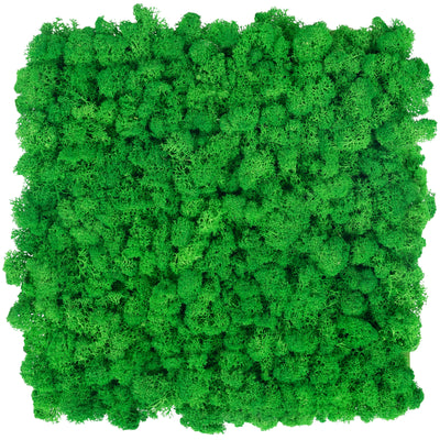 Panou licheni conservati 30x30cm. verde smarald deschis