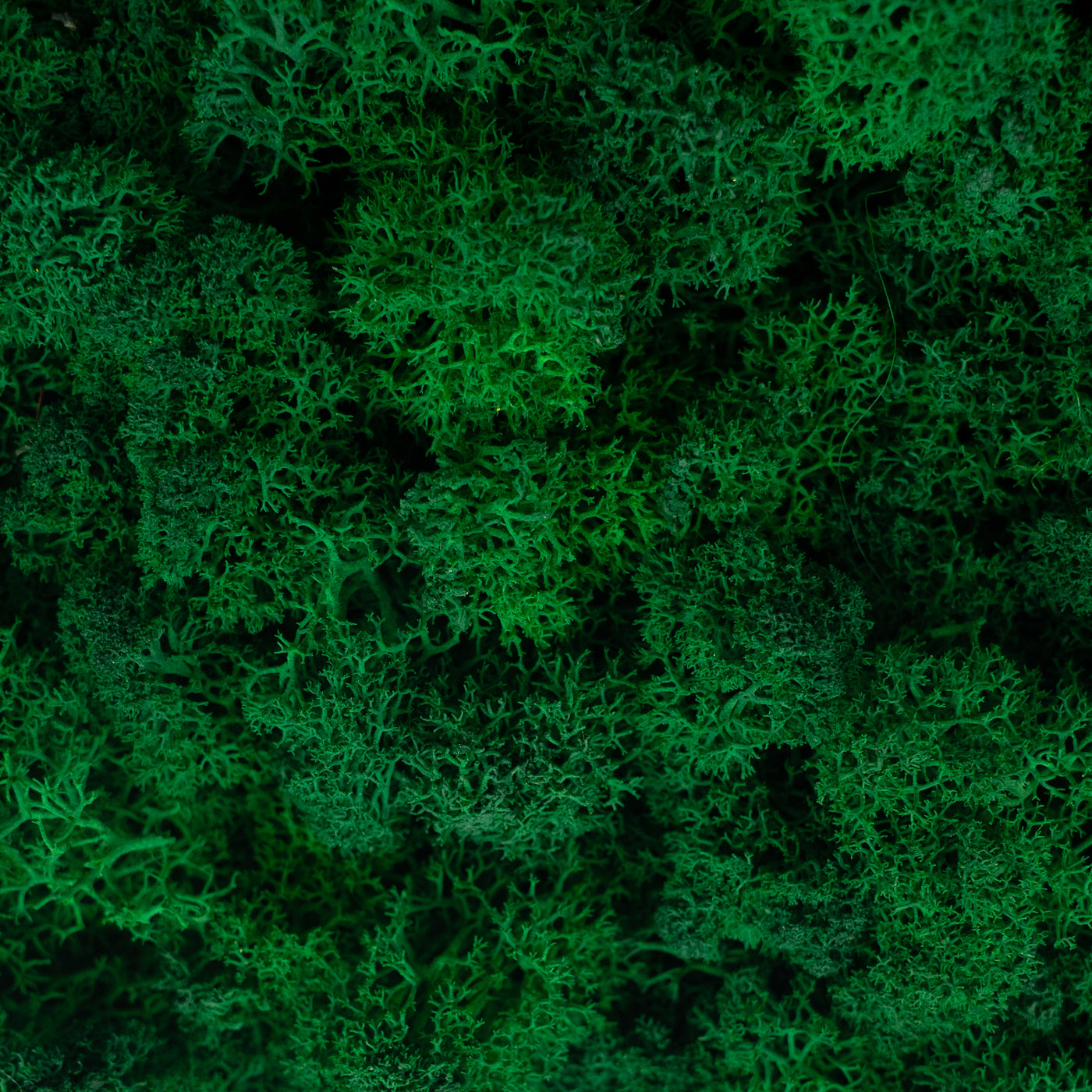 Licheni stabilizati panou 30x30 cm verde smarald inchis, gata lipiti