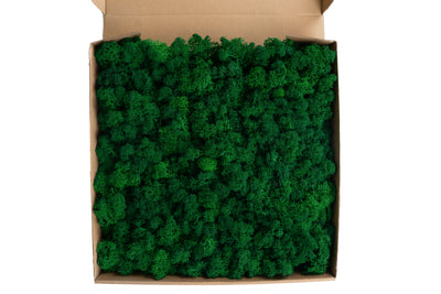 Licheni stabilizati panou 30x30 cm verde smarald inchis, gata lipiti