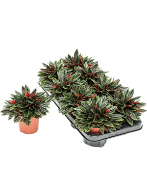 Peperomia rosso D20xH20 cm