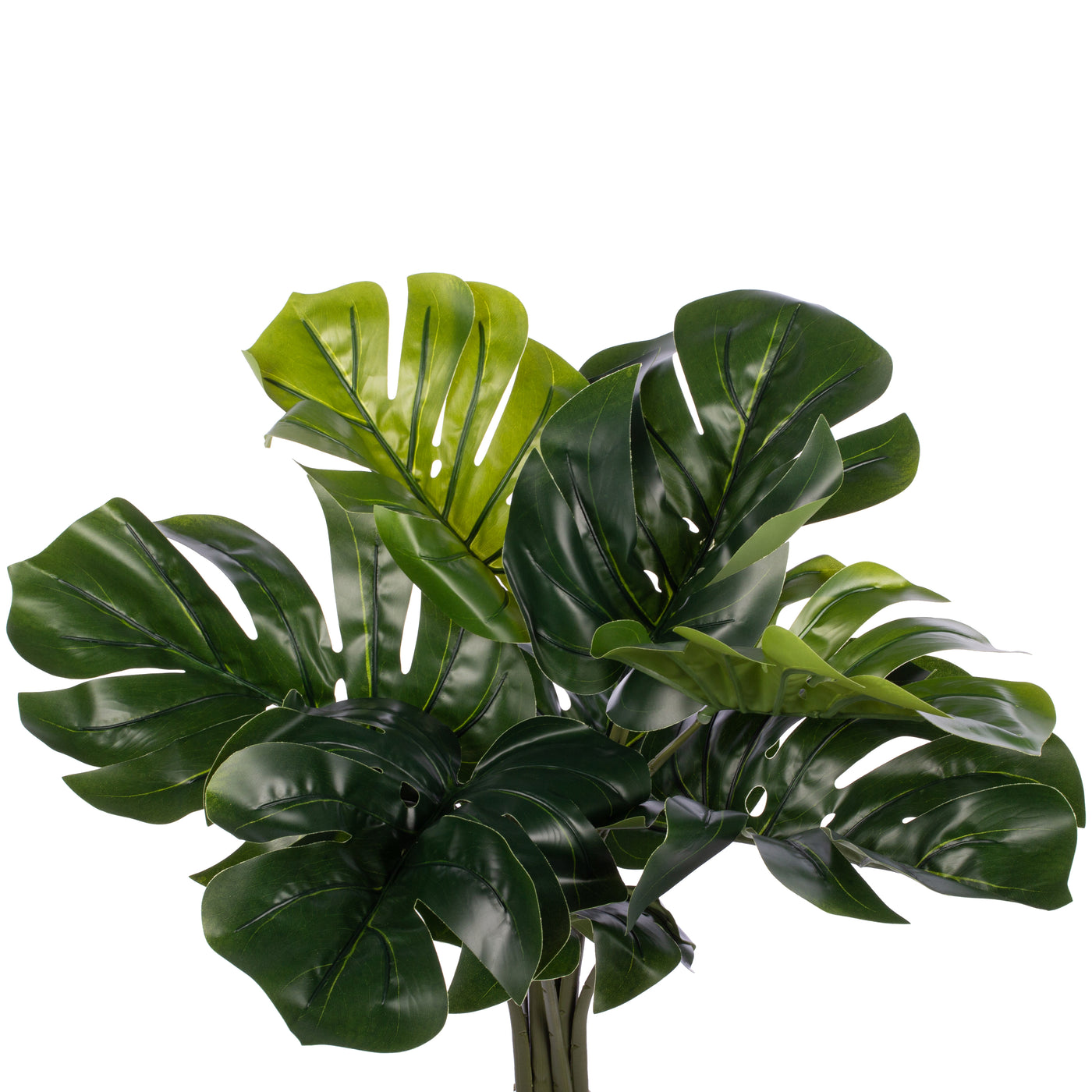 Philodendron artificial Pertusum cu 8 frunze H60cm