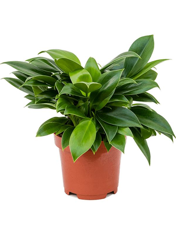 Philodendron Green Princess D20xH25 cm