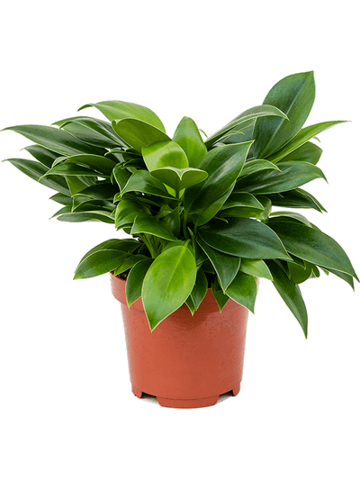 Philodendron Green Princess D20xH25 cm