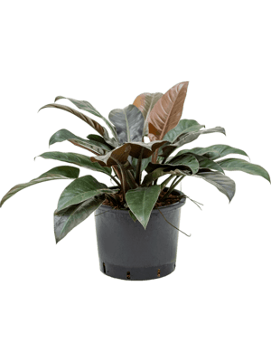Philodendron imperial red D50xH60 cm