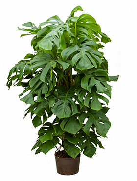 Philodendron pertusem 180 cm