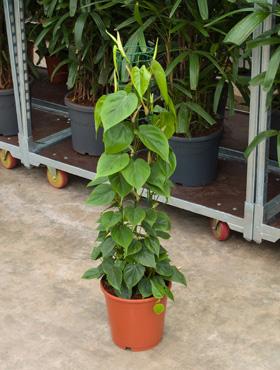 Philodendron scandens 100 cm