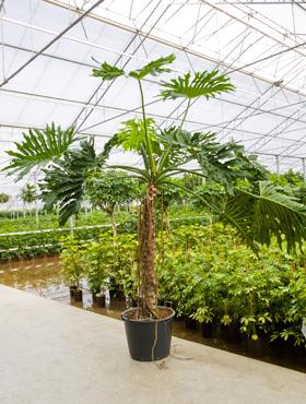 Philodendron selloum 260 cm