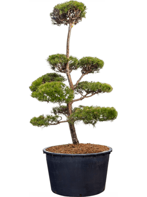 Pinus parvifolia D140cm x H260cm