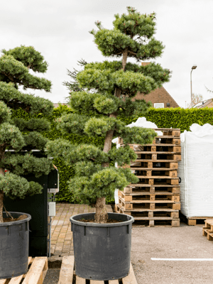 Pinus parvifolia D150cm x H230cm