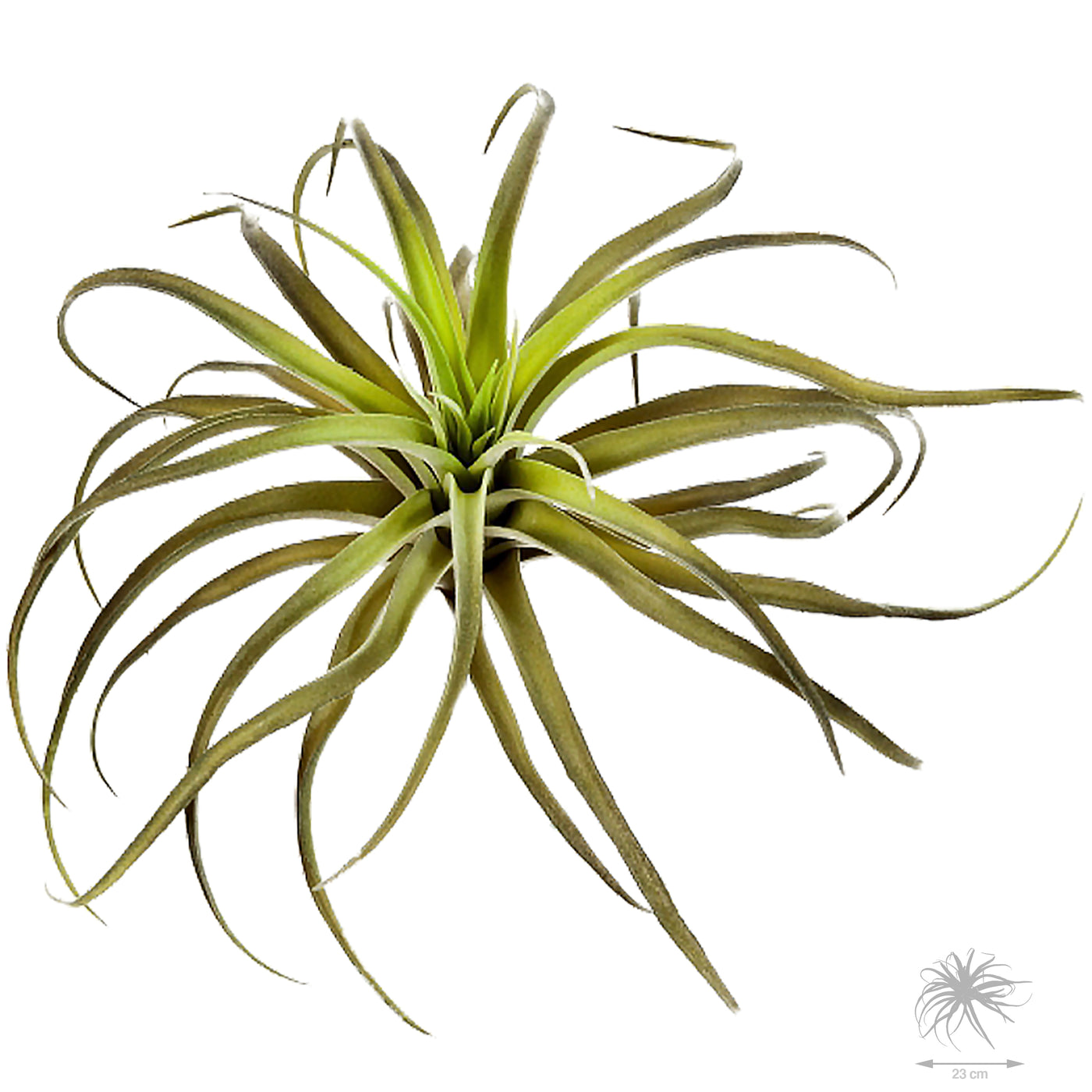 Planta artificiala Planta artificiala aeriana Tillandsia