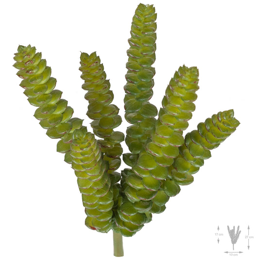 Planta artificiala Planta artificiala crassula