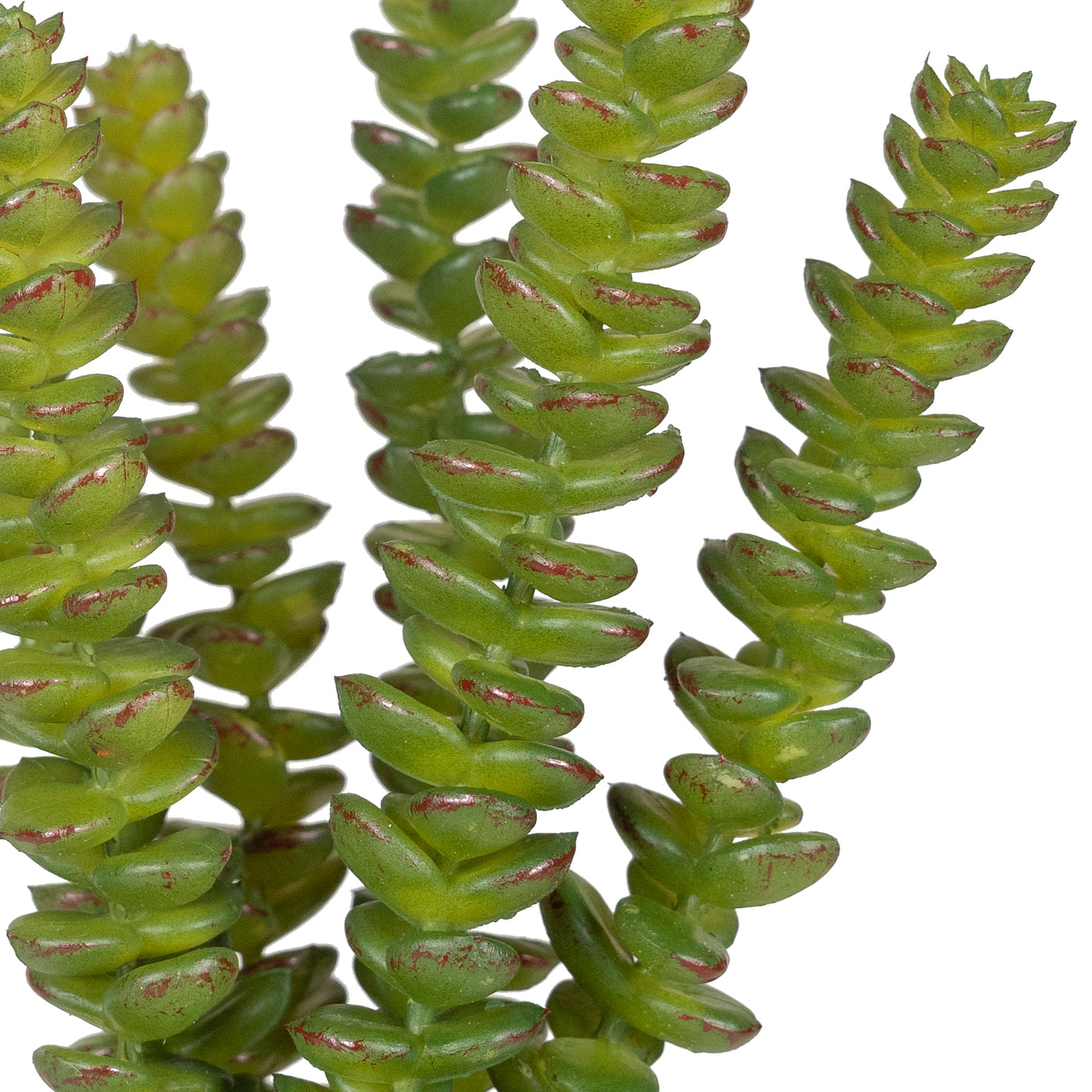 Planta artificiala Planta artificiala crassula