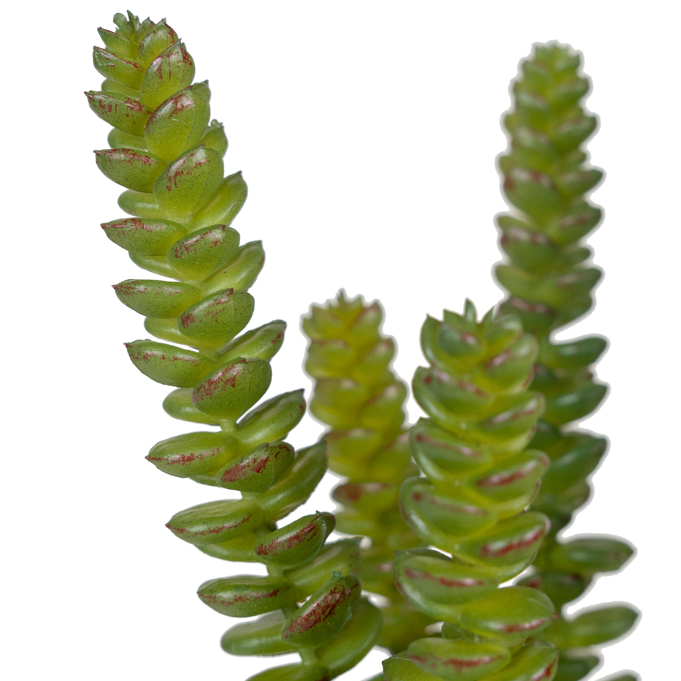 Planta artificiala Planta artificiala crassula